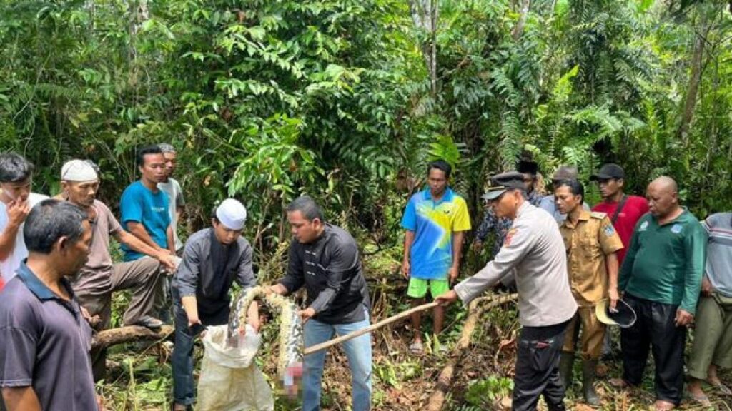 6 metrelik piton, 54 yaşındaki kadını yedi | GÜNDEM SİVAS