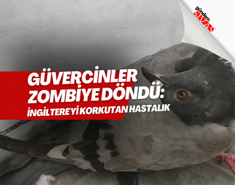 Güvercinler zombiye döndü: İngiltere’yi korkutan hastalık | GÜNDEM SİVAS