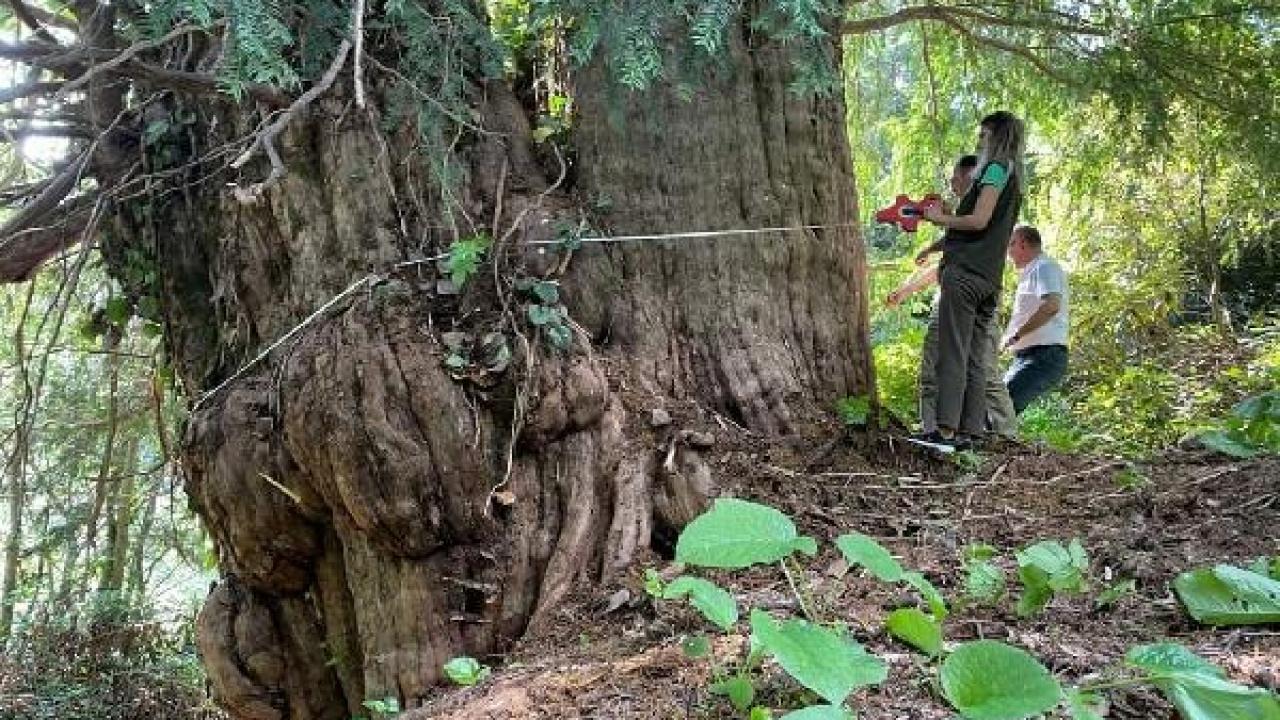 artvinde 1400 yillik porsuk agaci tescillenecek gundem sivas 2GrTjSZi | Gündem Sivas™ | Sivas Haberleri