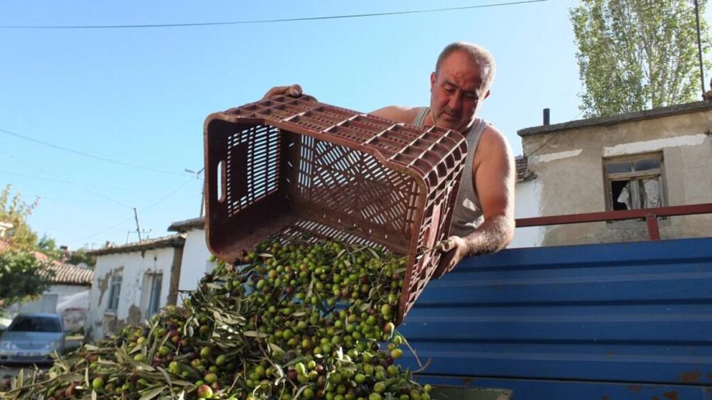 Balıkesir’de yeşil zeytin alımına başlandı | GÜNDEM SİVAS