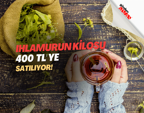 Ihlamurun kilosu 400 TL’ye satılıyor | GÜNDEM SİVAS