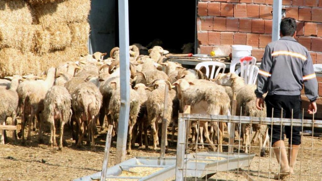 Yalova kıvırcığı koyunu ırkı resmen tescillendi | GÜNDEM SİVAS