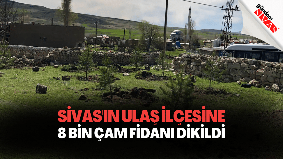 Ulaş’a 8 Bin Çam Fidanı Dikildi