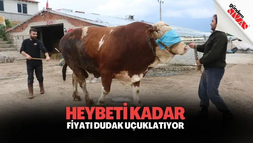 Heybeti Kadar Fiyatı Da Dudak Uçuklatıyor