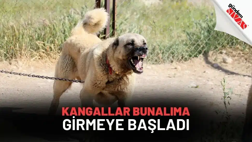 Kangallar Bunalıma Girmeye Başladı