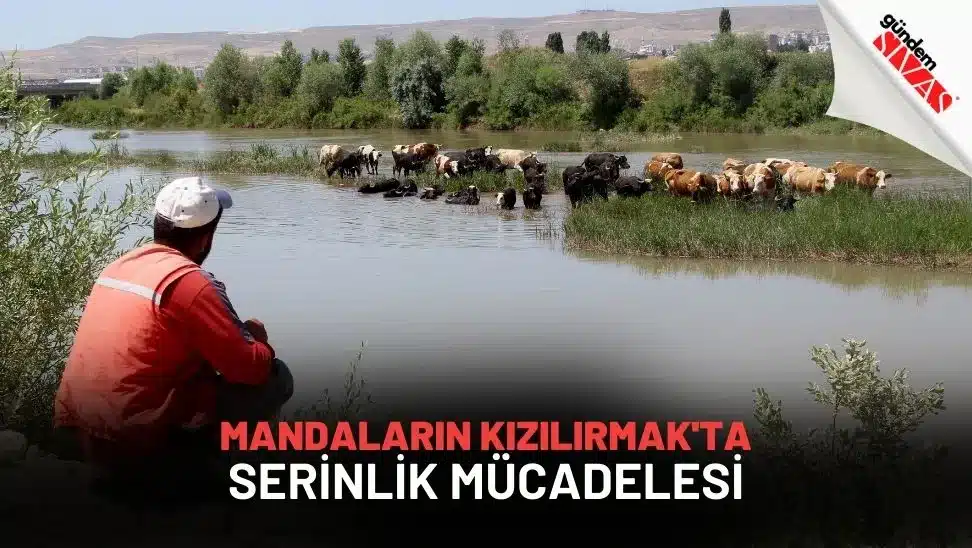 Mandaların Kızılırmak'ta Serinlik Mücadelesi