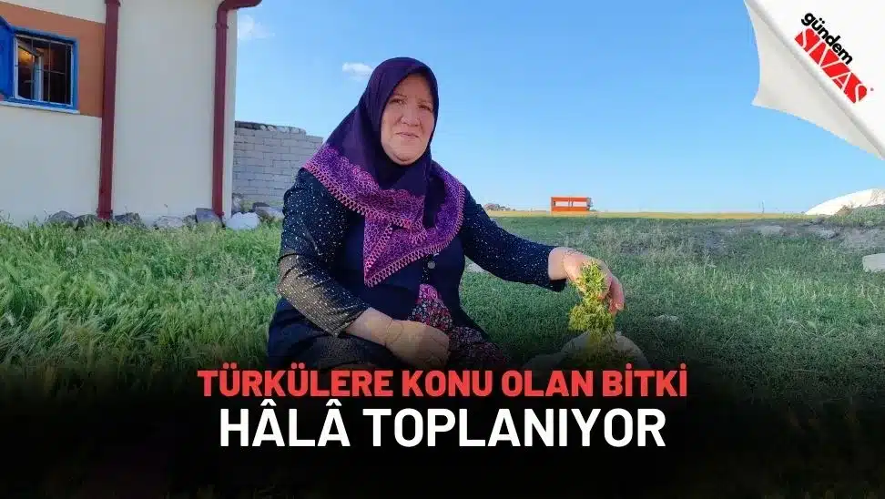 Türkülere Konu Olan Bitki Hâlâ Toplanıyor