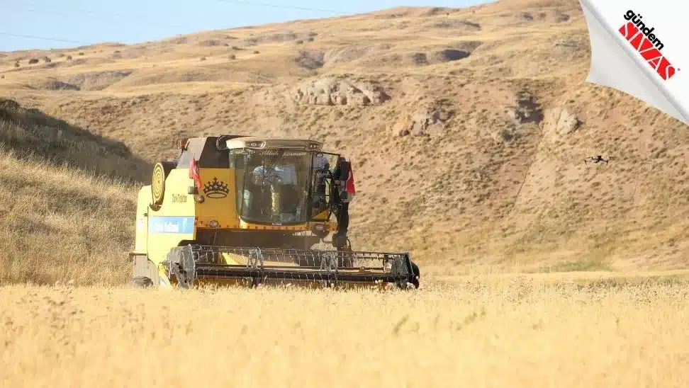 Habeş Buğdayından 150 Ton Rekolte Bekleniyor