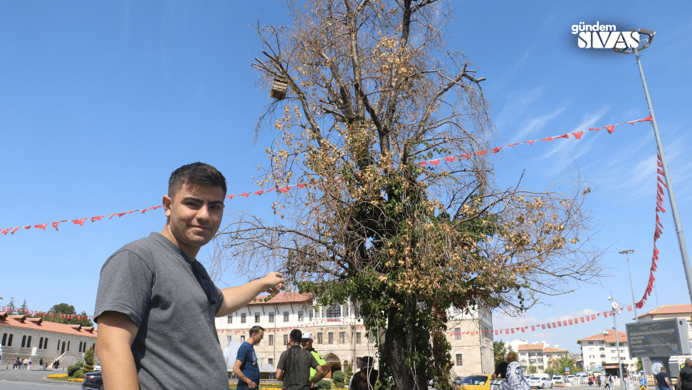 Sivaslılar İçin Önemli Bir Ağaç