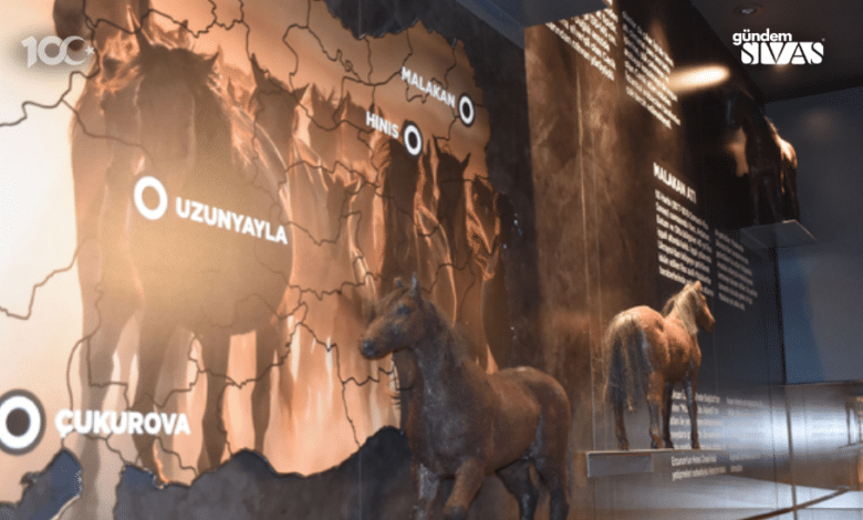 Savaş Atı 'Uzunyayla' Sivas'ta Tanıtılıyor