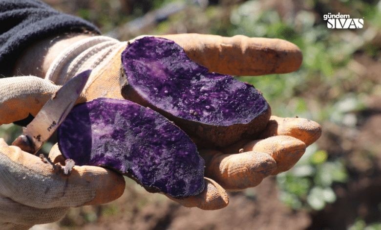 Sivas'ta Mor Patates Hasadı Başladı