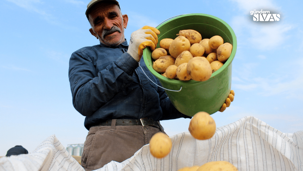 Sivas’ta Patates Rüzgarı: Rekor Üretim Sürüyor