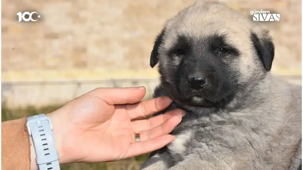 Sivas’tan Türkmenistan’a Kangal Köpeği