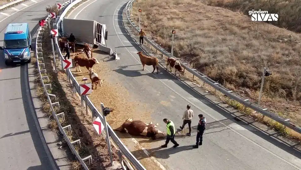 Sivas’ta Hayvan Taşıyan Kamyonet Devrildi