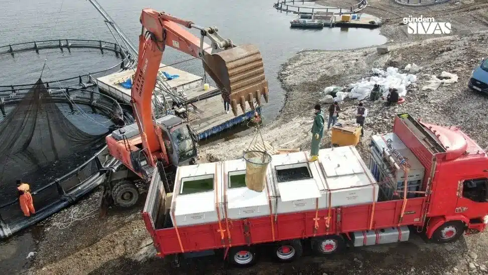 Türk Somonları, Avrupa’nın Sofralarına Yol Alıyor