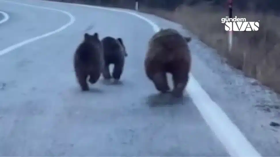 Doğanşar’da Ayı ve Yavruları Yola İndi