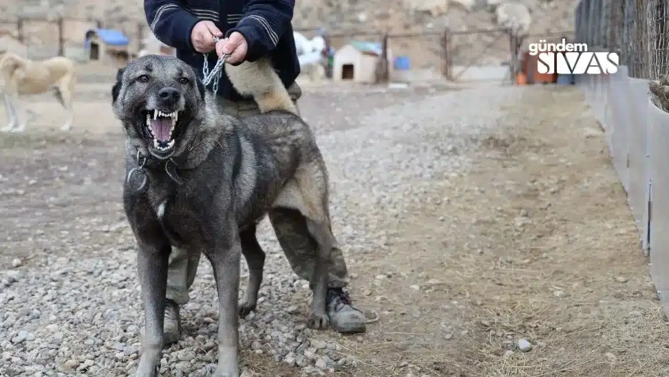 Kangal Kopekleri Sinir Guvenligini Saglayabilir 3 jpg | Gündem Sivas™ | Sivas Haberleri