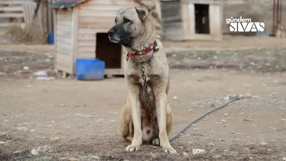 Kangal Kopekleri Sinir Guvenligini Saglayabilir 4 jpg | Gündem Sivas™ | Sivas Haberleri