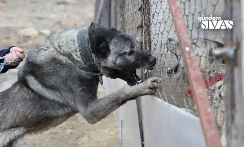 Kangal Köpekleri Sınır Güvenliğini Sağlayabilir