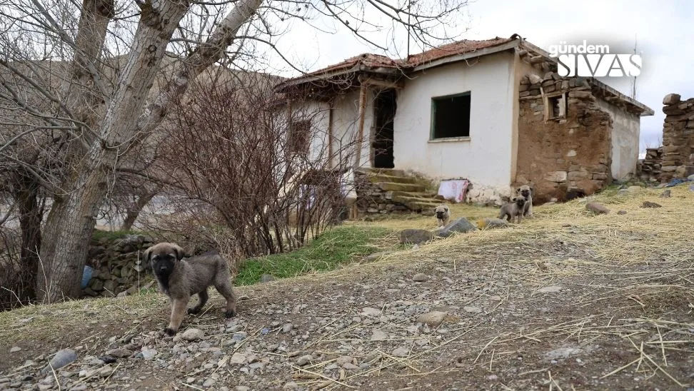 Uc Harfliler Soylentisiyle Terkedildi 3 jpg | Gündem Sivas™ | Sivas Haberleri