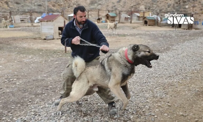 Anadolu Aslanı Kangallar Doğal Kurt Savar