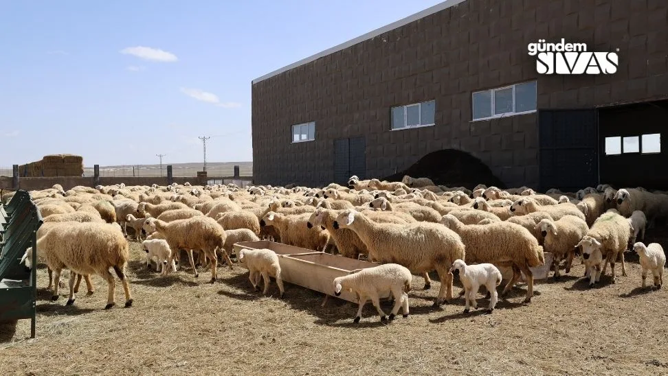 42 Bin Maasla Calisacak Coban Bulamiyor 2 jpg | Gündem Sivas™ | Sivas Haberleri