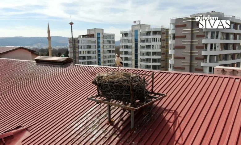 Sivas'ta Leylekler Okul Maskotu Oldu