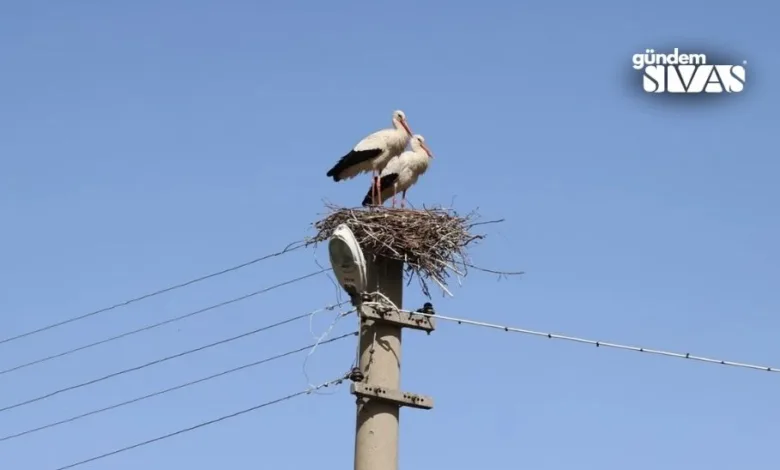 Baharın Gelişiyle Şarkışla'ya Geri Döndüler