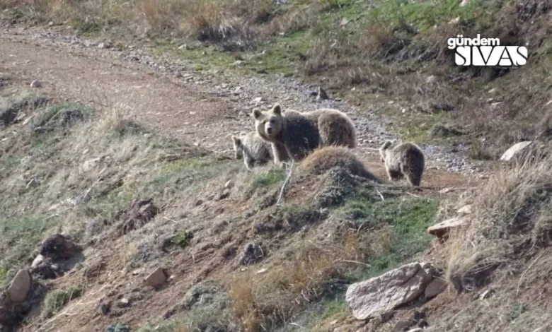 Sivas'ta Baharın Gelmesiyle Ayı ve Yılanlar Uyandı