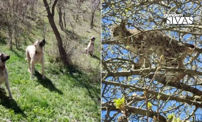 Sivas'ta Köpeklerden Kaçan Vaşak Ağaca Tırmandı