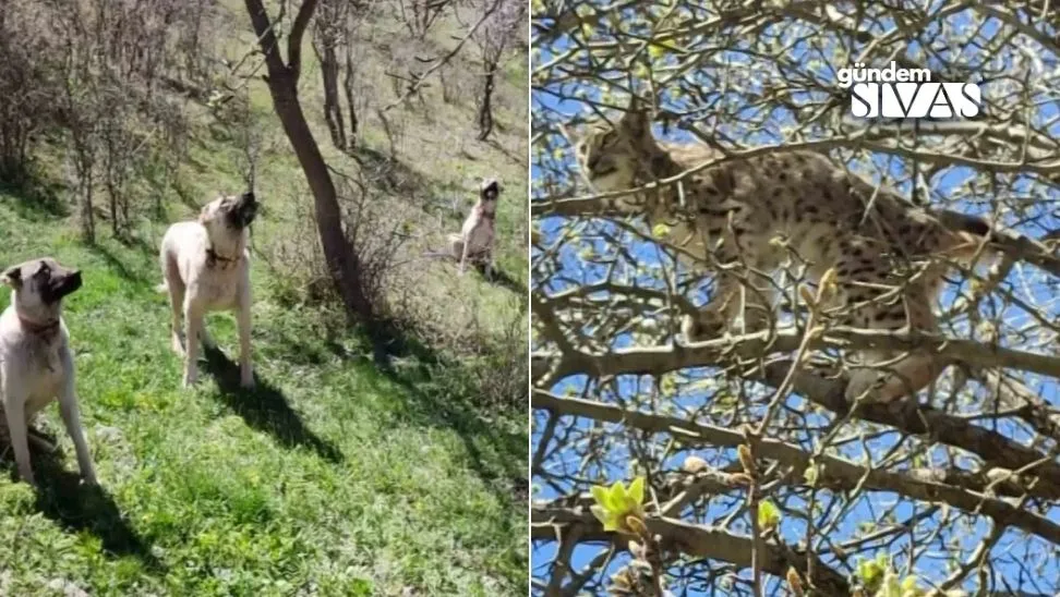 Sivas’ta Köpeklerden Kaçan Vaşak Ağaca Tırmandı