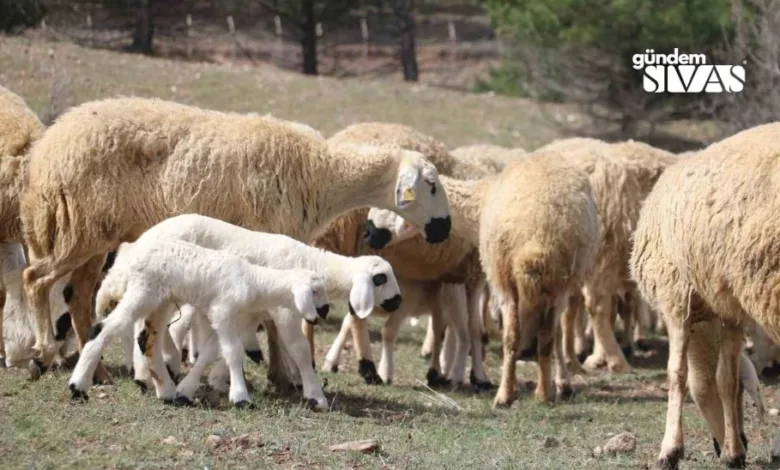 Sivas'ta Kuzular Anneleriyle Buluştu