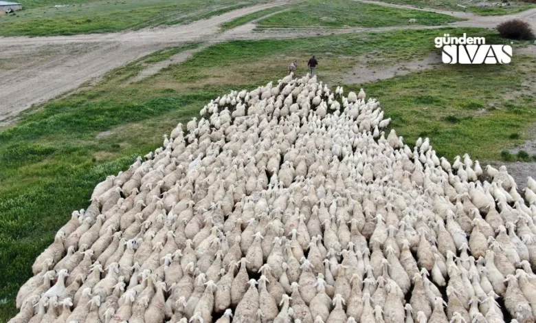 Kangal Akkaraman Koyununda Doğum Oranı Artışı