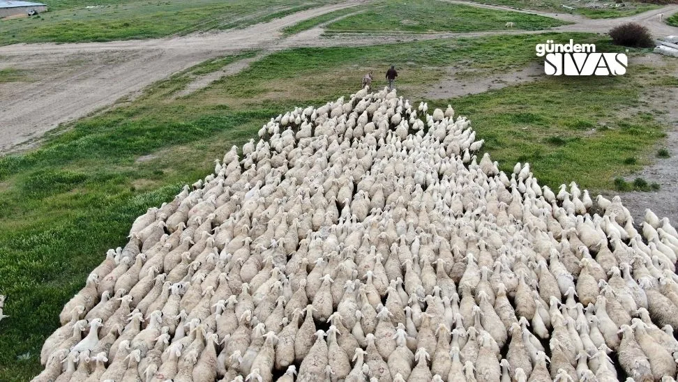 Kangal Akkaraman Koyununda Doğum Oranı Artışı