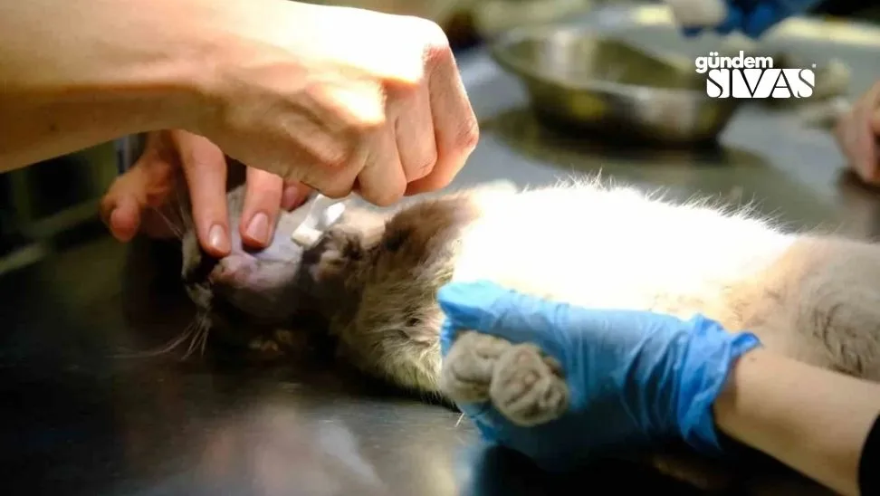 Pet Sahiplerinin Gözdesi Hayvan Hastanesi