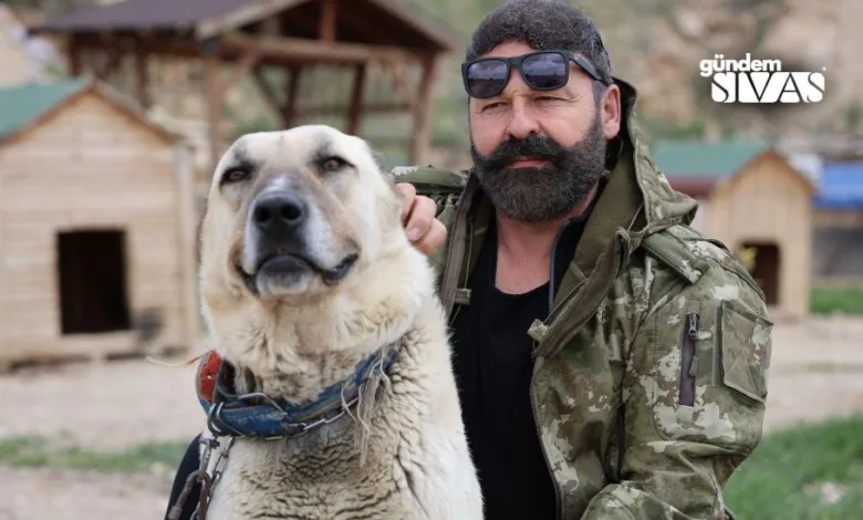 Kangal köpeği yetiştiricisi Hüseyin Yıldız, kangal köpekleri ile kurtların benzer özellikleri olduğunu söyledi. İki ırkın benzer özellikler taşıdığını söyleyen Yıldız, “Biri bu işin vahşisi, diğeri bu işin evcili” dedi.