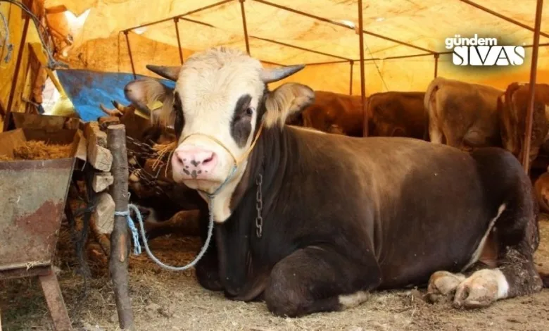 Sivas'ta Kurbanlık Fiyatları Belli Oldu!