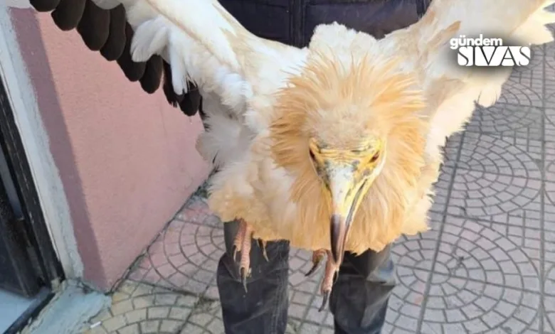 Sivas’ta halsiz bir şekilde bulunan ‘Küçük Akbaba’ tedavi edilmek üzere Doğa Koruma ve Milli Parklar ekiplerine teslim edildi.