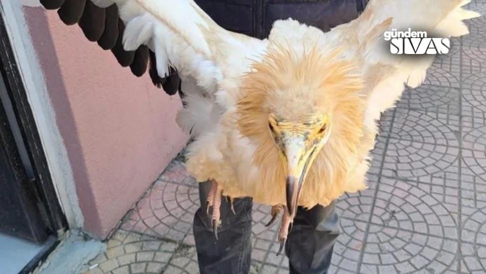 Sivas’ta Bulunan Akbaba Tedavi Altına Alındı