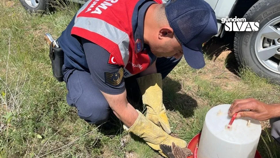 Jandarma, Yaralı Kerkenezin Yardımına Koştu