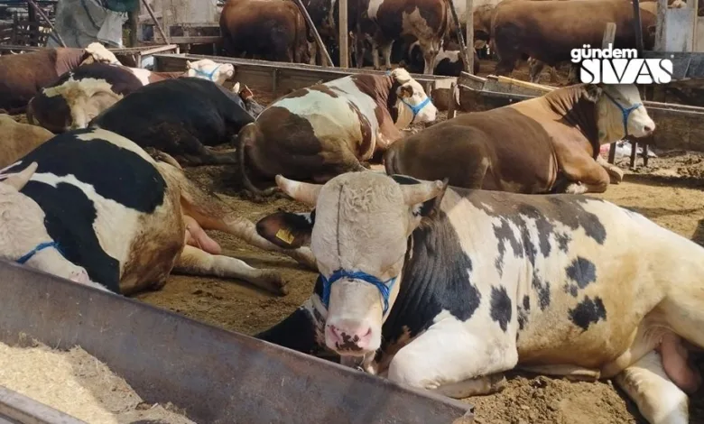 Kurban Bayramı yaklaşırken belediyemiz, vatandaşların Kurban Pazarı'na ulaşımını kolaylaştırmak amacıyla 11 – 15 Haziran tarihleri arasında ücretsiz otobüs seferleri düzenliyor. Kurban Pazarı'na ulaşım sağlayacak otobüsler, Tarihi Jandarma Binası'nın önünden hareket edecek ve belirli duraklardan yolcu alacak.