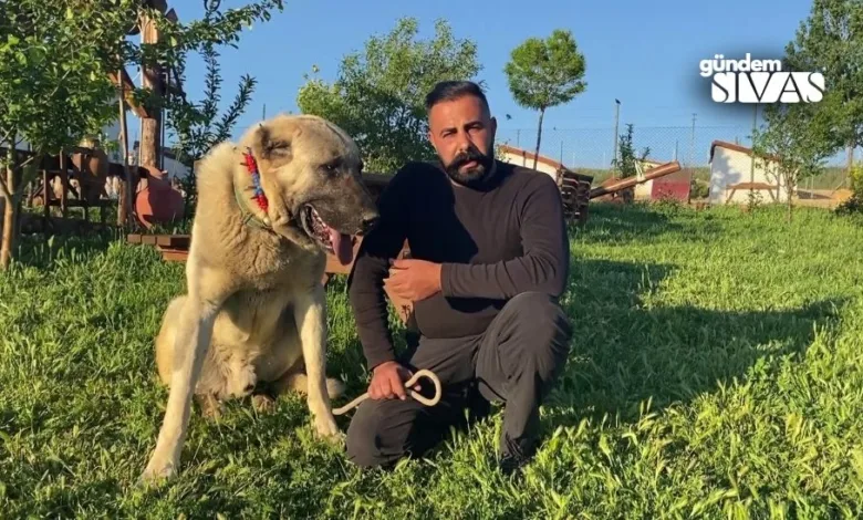  Uzman Kangal Köpeği yetiştiricisi Umut Taşdelen, ırk özelliğini taşımayan köpeklerin saldırganlaştığını belirterek başıboş köpek sorununun çözümünün ise doğru çiftleştirmeden geçtiğini söyledi.