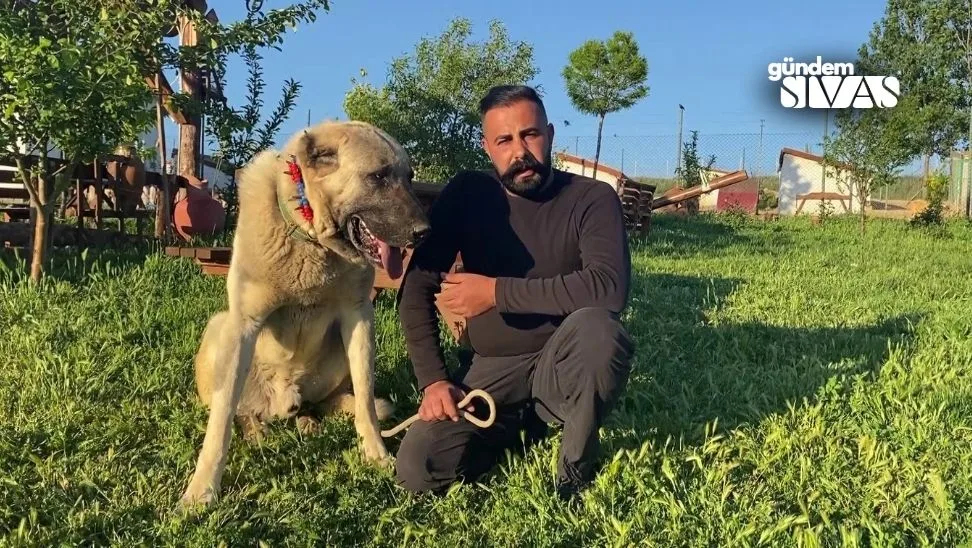 Sokak Köpeği Sorununa Çözüm: Doğru Çiftleştirme Stratejisi