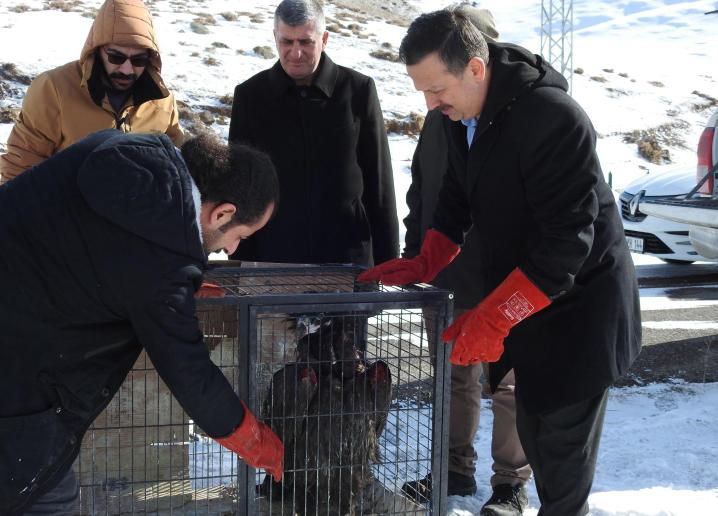 Kars’ta tedavi edilen kara akbaba doğaya salındı – Birlik Haber Ajansı