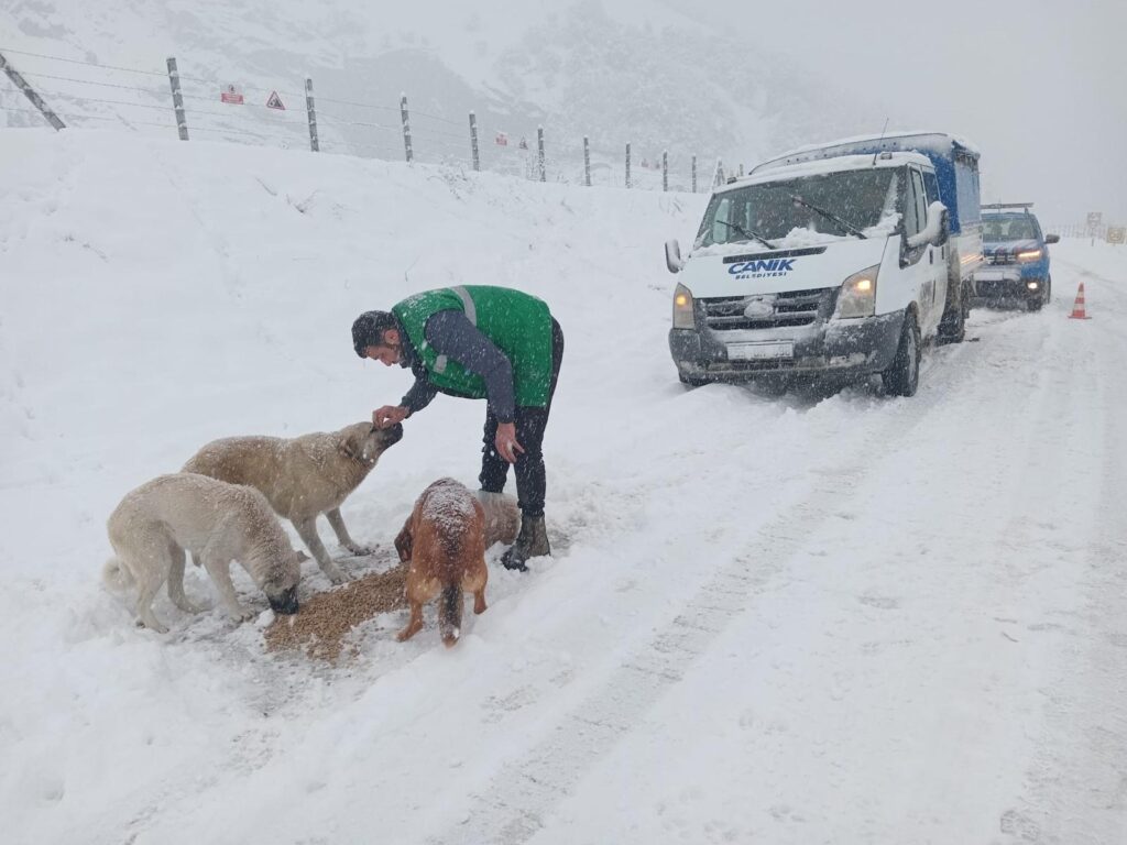 Canik’te sokak hayvanlarına kış desteği – Birlik Haber Ajansı