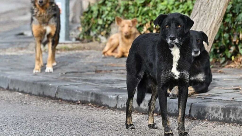 Diyarbakır’da sahipsiz köpek saldırısı: 3 yaralı – Birlik Haber Ajansı