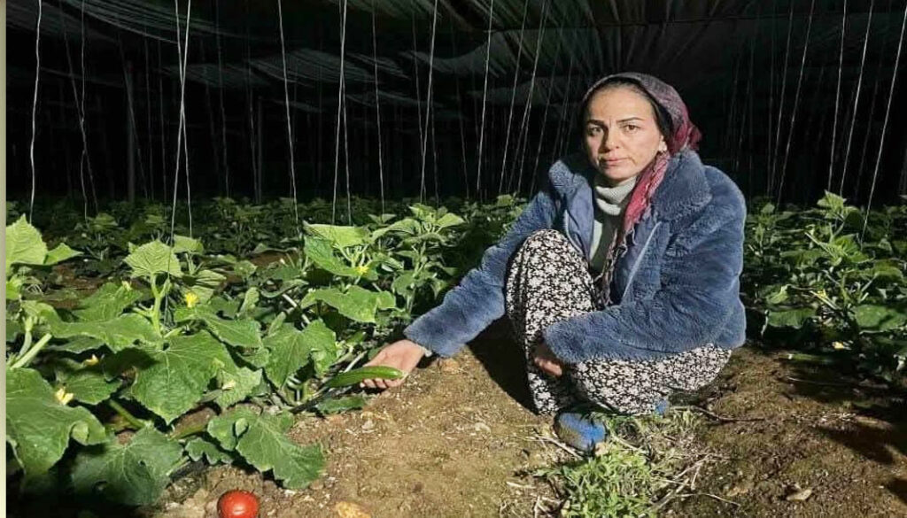 Kadın üreticilerin zorlu don nöbeti: Antalya’da salatalık üreticisi Songül Çimen’in mücadelesi – Birlik Haber Ajansı