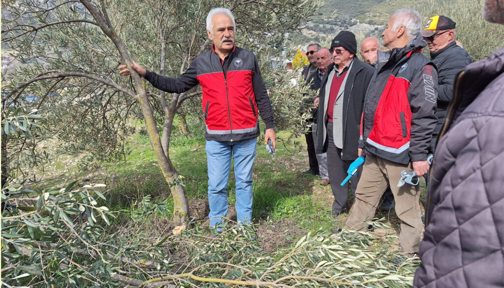 Kaş’ta zeytin budama eğitimi mahalle sakinleriyle paylaşıldı – Birlik Haber Ajansı