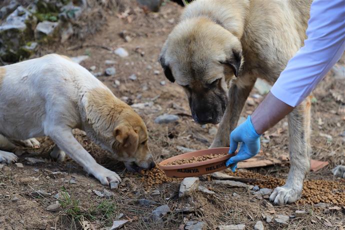 Belediyelere her sahipsiz köpek için 71 bin lira ceza uygulanacak – Birlik Haber Ajansı