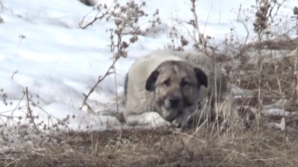 Başıboş köpekler bu kez Hakkari’de can aldı! – Birlik Haber Ajansı